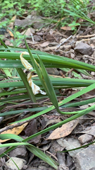 Irideae