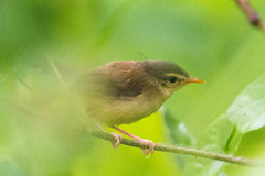 Prinia rufescens