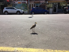 Vanellus miles miles