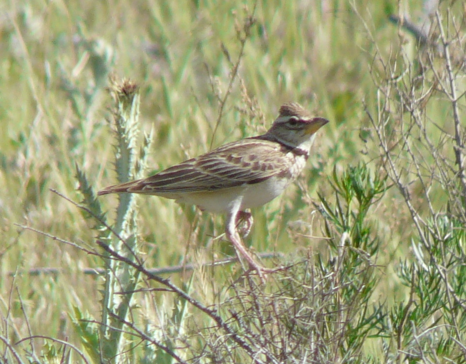 Bimaculated Lark