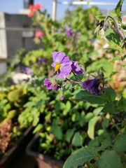 Solanum tuberosum