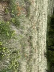 Castilleja lutescens