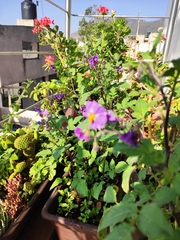 Solanum tuberosum