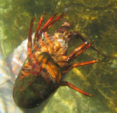 Sagmariasus verreauxi