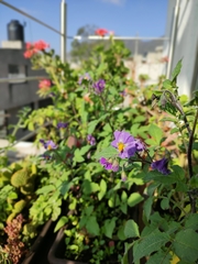 Solanum tuberosum