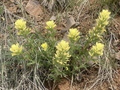 Castilleja lutescens