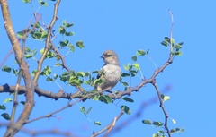 Anthoscopus musculus