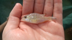 Lepomis humilis