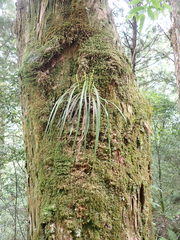 Haplopteris flexuosa