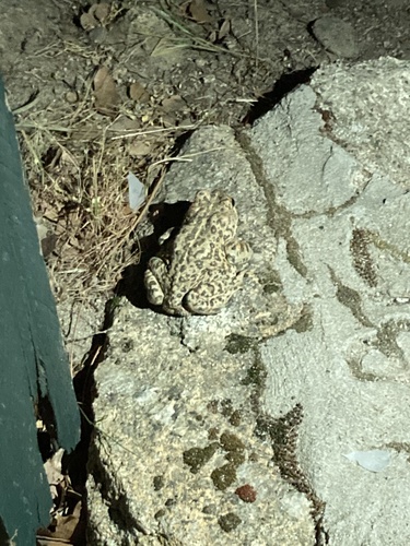 iNaturalist observation photo of Western Toad