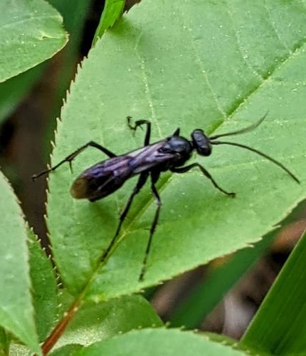 Priocnemis minorata