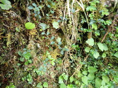 Elatostema obtusum trilobulatum