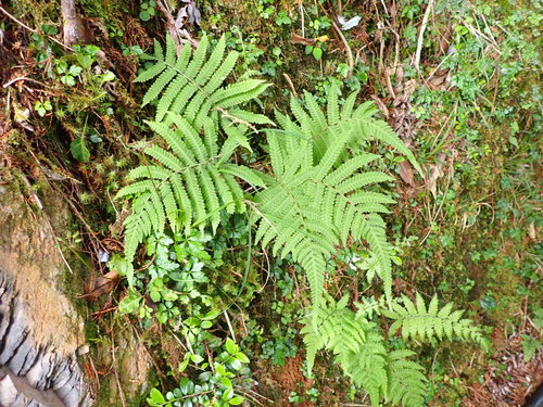 Coryphopteris castanea · iNaturalist Canada