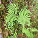 Coryphopteris castanea - Photo (c) 眼子菜,  זכויות יוצרים חלקיות (CC BY-NC), הועלה על ידי 眼子菜