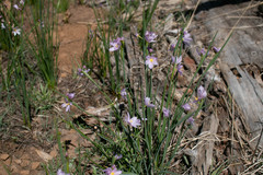Olsynium douglasii