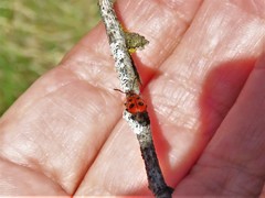 Pelonides quadrinotata