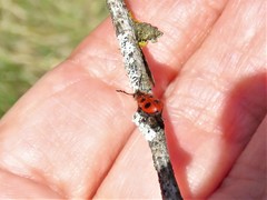 Pelonides quadrinotata