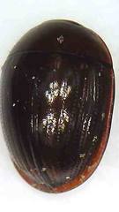 Dactylosternum marginale