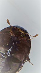 Dactylosternum marginale