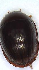 Dactylosternum marginale