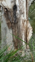 Melaleuca preissiana