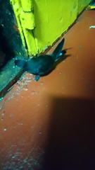 Hydrobates leucorhous
