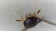 Dactylosternum marginale