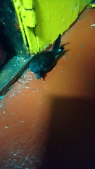 Hydrobates leucorhous