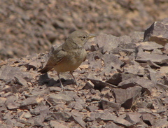 Ammomanes deserti