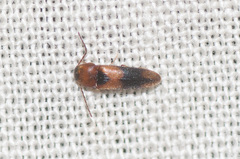 Ampedus areolatus