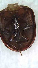 Dactylosternum marginale