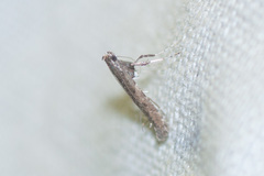 Caloptilia ostryaeella