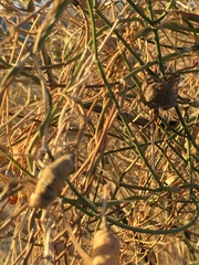 Funastrum