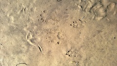 Sylvilagus palustris