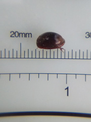 Dactylosternum marginale