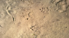 Sylvilagus palustris