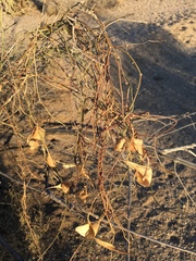 Funastrum