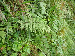 Athyrium tripinnatum