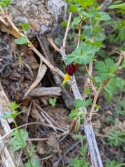 Ribes marshallii