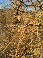 Funastrum