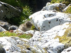 Sterna vittata bethunei