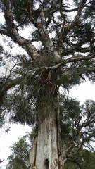 Melaleuca preissiana