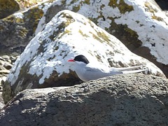 Sterna vittata bethunei