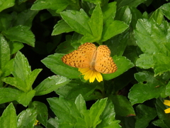 Phalanta phalantha phalantha