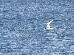 Sterna vittata bethunei