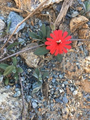 Silene serpentinicola