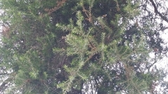 Melaleuca preissiana