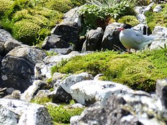 Sterna vittata bethunei