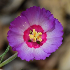 Clarkia gracilis tracyi