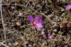 Clarkia gracilis tracyi